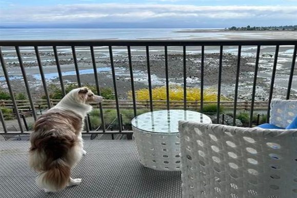 The Bayside's outdoor pool facing the Salish Sea